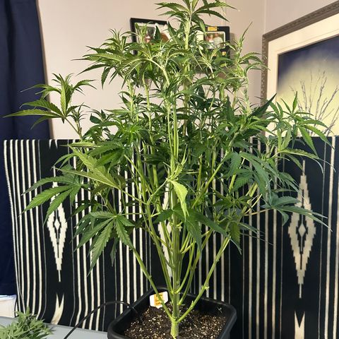 Emma growlog timeline photo