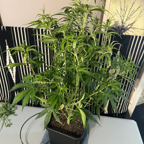 Emma growlog timeline photo