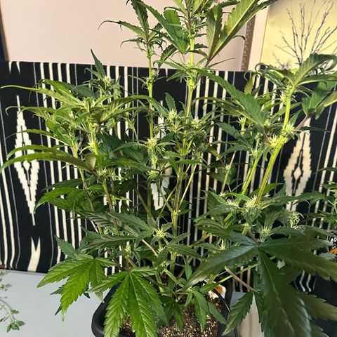 Freydis growlog timeline photo