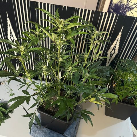 Freydis growlog timeline photo
