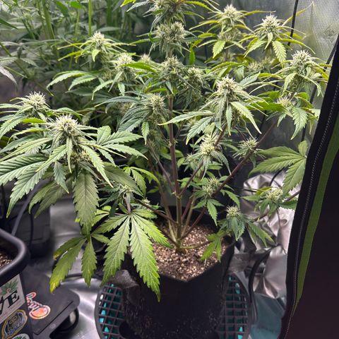 Liv growlog timeline photo