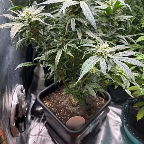 Eleanor growlog timeline photo