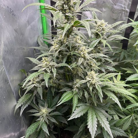 Max growlog timeline photo