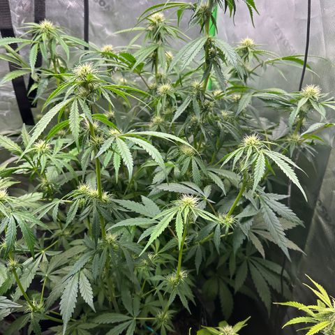 Anne Bonny growlog timeline photo