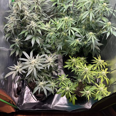 Liv growlog timeline photo