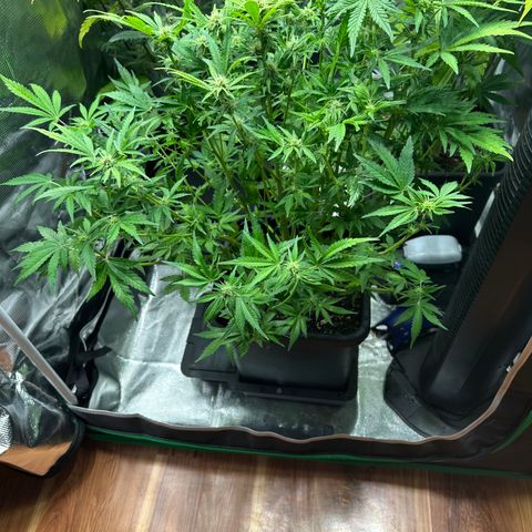 Zoe growlog timeline photo