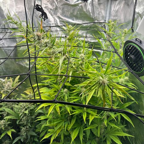 Emma growlog timeline photo