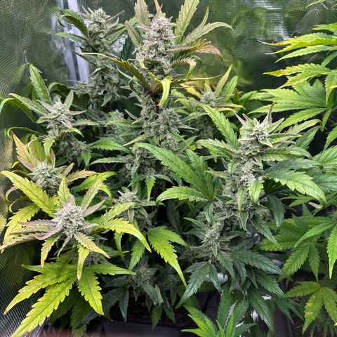 Freydis growlog timeline photo