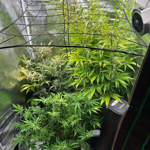 Emma growlog timeline photo