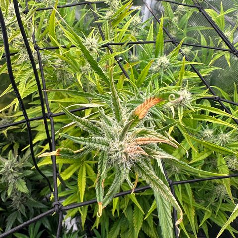 Emma growlog timeline photo