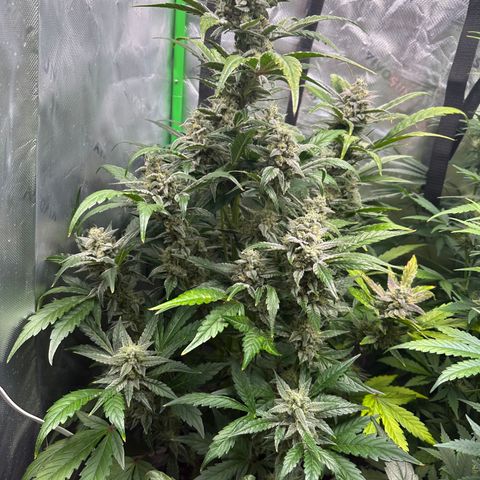 Max growlog timeline photo