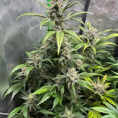 Max growlog timeline photo