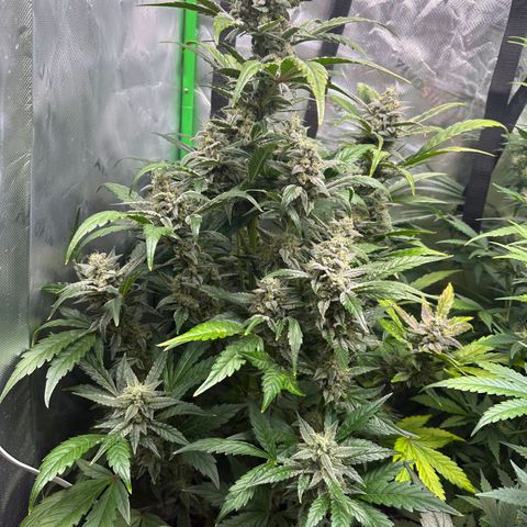 Max growlog timeline photo