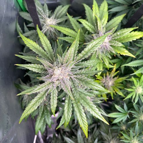 Max growlog timeline photo