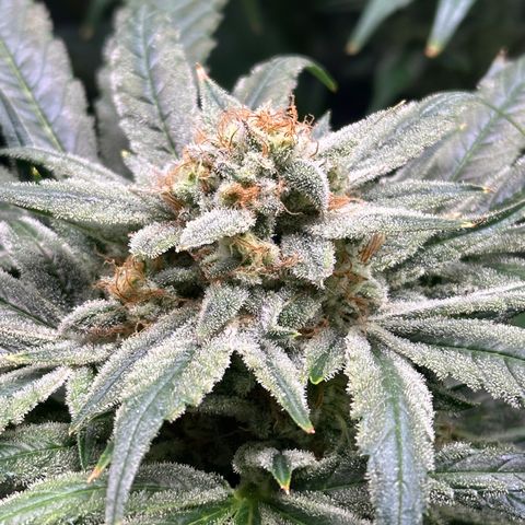 Eleanor growlog timeline photo