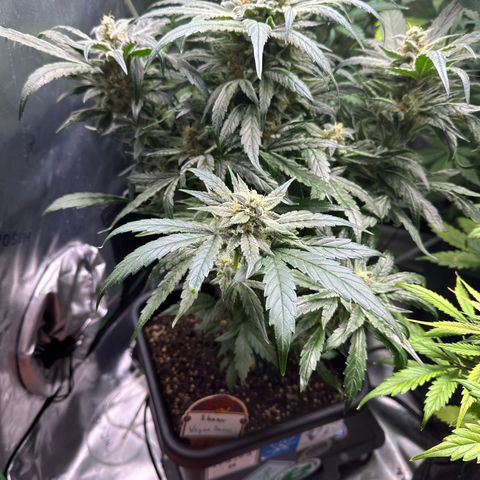 Eleanor growlog timeline photo