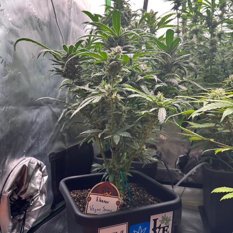 Eleanor growlog timeline photo