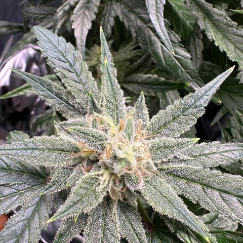 Eleanor growlog timeline photo