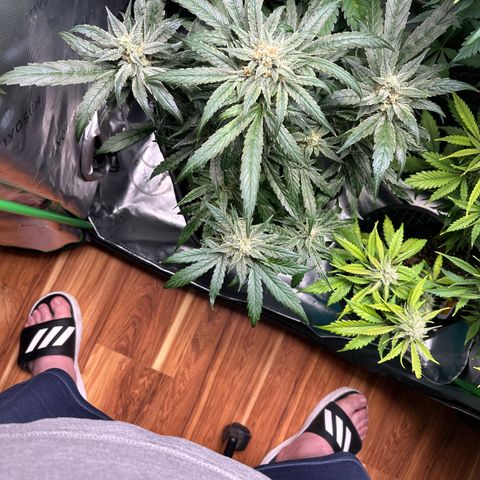 Eleanor growlog timeline photo