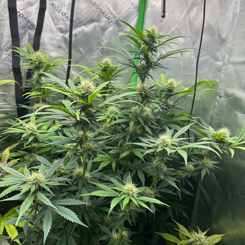 Anne Bonny growlog timeline photo