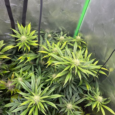 Anne Bonny growlog timeline photo