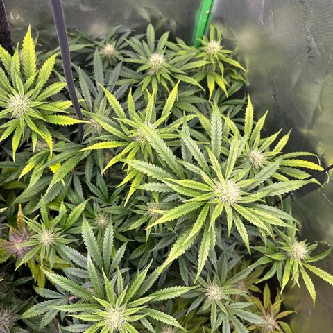 Anne Bonny growlog timeline photo