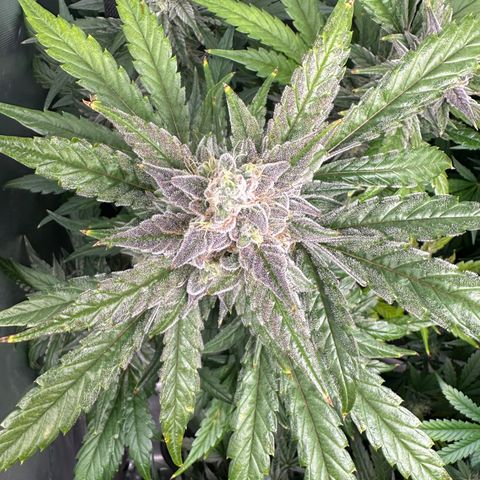 Max growlog timeline photo