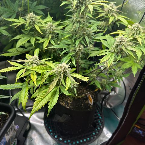 Liv growlog timeline photo