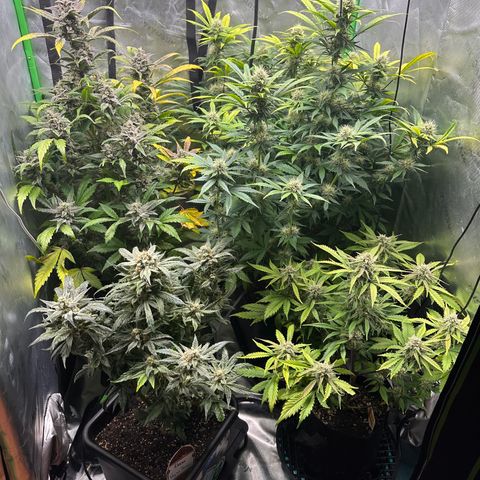 Liv growlog timeline photo