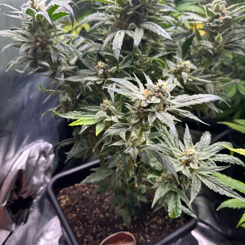 Eleanor growlog timeline photo