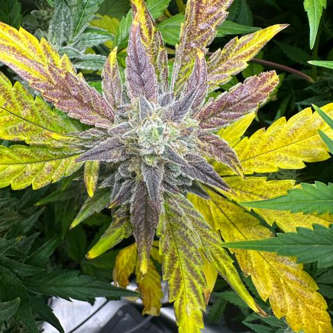 Max growlog timeline photo