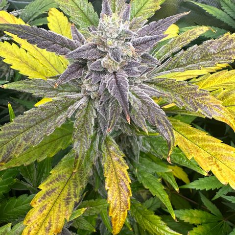Max growlog timeline photo