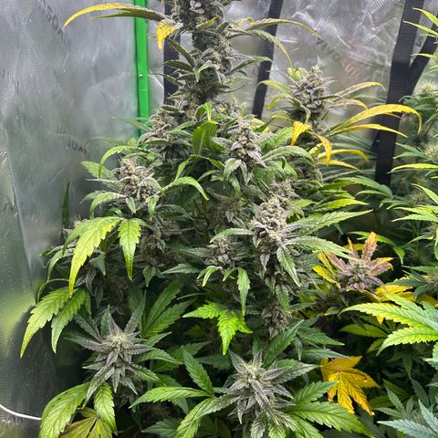 Max growlog timeline photo