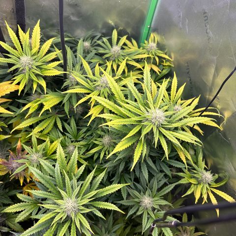 Anne Bonny growlog timeline photo