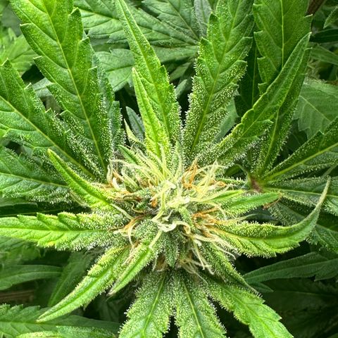 Zoe growlog timeline photo