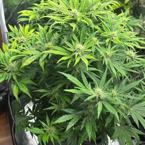 Zoe growlog timeline photo