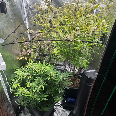 Emma growlog timeline photo