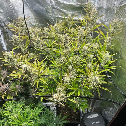 Emma growlog timeline photo