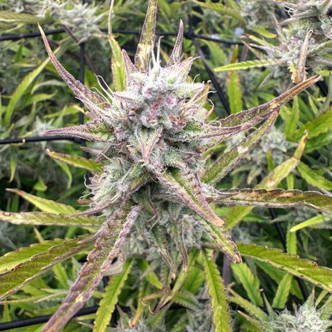 Emma growlog timeline photo