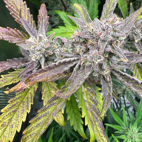 Freydis growlog timeline photo