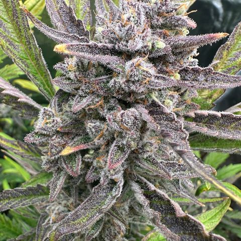 Freydis growlog timeline photo