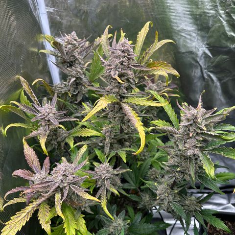Freydis growlog timeline photo