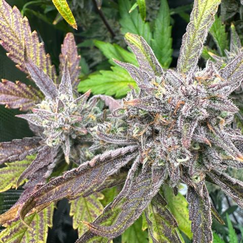 Freydis growlog timeline photo
