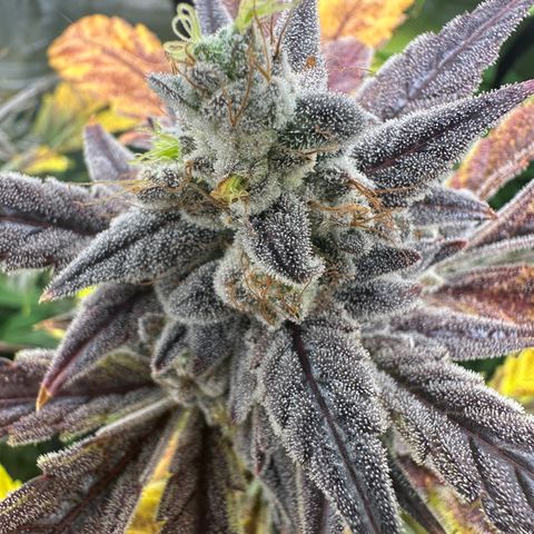 Max growlog timeline photo