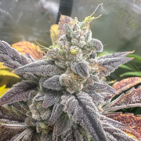 Max growlog timeline photo