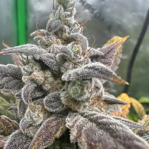 Max growlog timeline photo