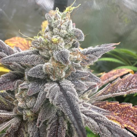 Max growlog timeline photo