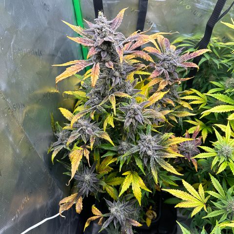 Max growlog timeline photo
