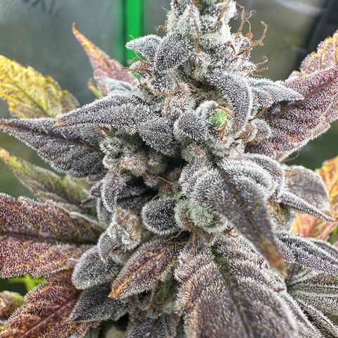 Max growlog timeline photo