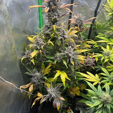 Max growlog timeline photo